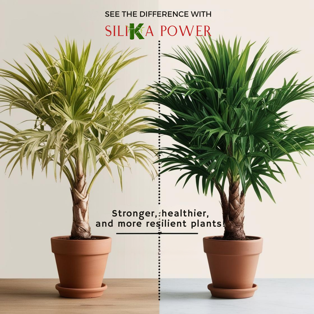 SiliKa Power – Premium Liquid Silica Plant Fertilizer and Supplement